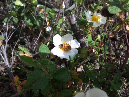 Cisto (Cistus salvifolius)